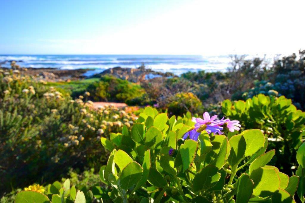 Saffron Cottage Hermanus Bagian luar foto